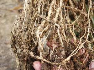 uploads/images/pest/rose nematodes.jpg